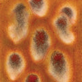 CG972 Dragon's Breath