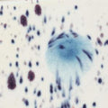 MG2701 Peacock Eyes