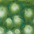 MG2715 Spotted Kiwi