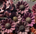 Rudbeckia - Gjutform 9 cm