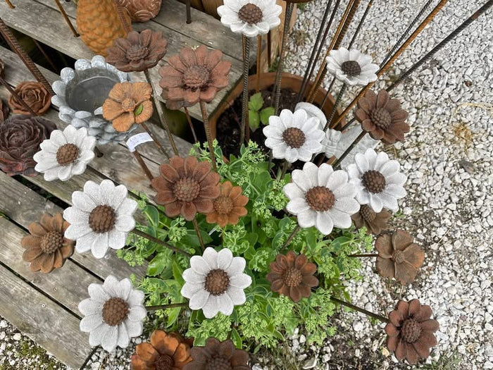 Rudbeckia- gjutform